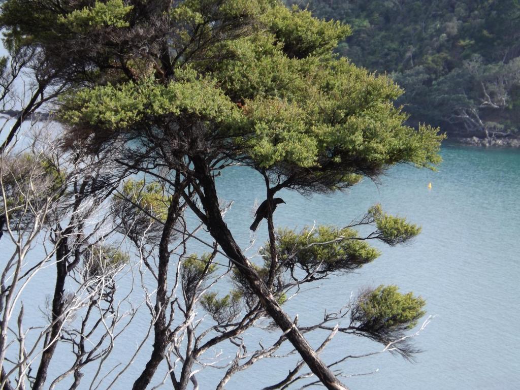 Coromandel Seaview Motel Zewnętrze zdjęcie